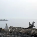 Havayolu Şirketlerinde En Hızlı Yükselme Şansı Olan Pozisyonlar