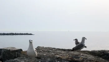 Havayolu Şirketlerinde En Hızlı Yükselme Şansı Olan Pozisyonlar