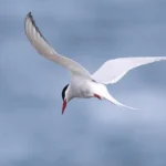 Havayolu Şirketlerinin Hostes Adaylarında Aradığı Kriterler
