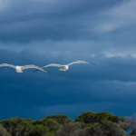 Hostes Olmak İsteyenler İçin Yol Haritası