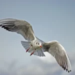 Hostes Olmanın Sağladığı Özgürlük ve Seyahat Avantajları
