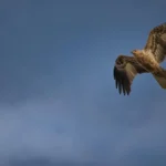 Hostesler Hangi Uçak Tiplerinde Çalışabilir?