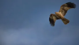 Hostesler Hangi Uçak Tiplerinde Çalışabilir?