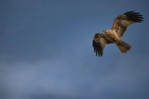 Hostesler Hangi Uçak Tiplerinde Çalışabilir?