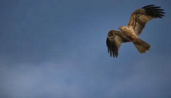 Hostesler Hangi Uçak Tiplerinde Çalışabilir?