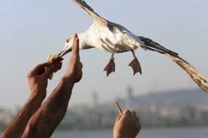 Hosteslerin En Çok Tercih Ettiği Havayolu Şirketleri