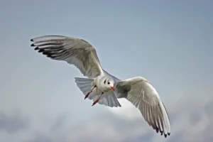 Hosteslik Mesleğinde En Çok Kazandıran Havayolu Şirketleri