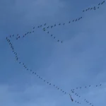 Hosteslikten Pilot Olmak Mümkün mü?