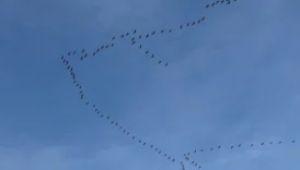 Hosteslikten Pilot Olmak Mümkün mü?