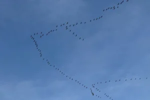 Hosteslikten Pilot Olmak Mümkün mü?