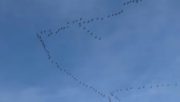 Hosteslikten Pilot Olmak Mümkün mü?