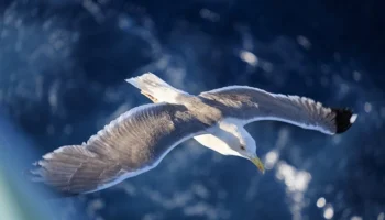 Hosteslikten Pilotluğa Geçmek Mümkün mü?