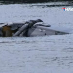 almanyada askeri helikopter dustu olu ve kayiplar var 4bICvmL2